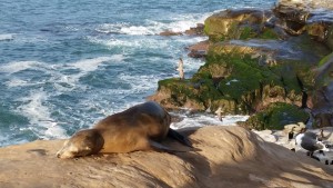 Sea lion at La Jolla Cove