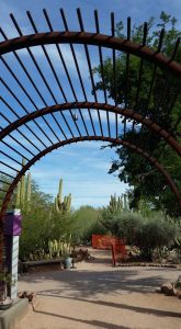 Desert Botanical Gardens in Phoenix