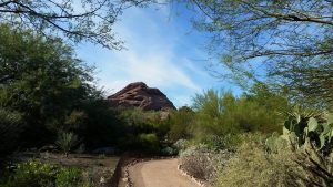 Desert Botanical Gardens in Phoenix