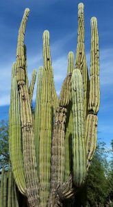 At Desert Botanical Garden in Phoenix