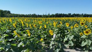 Maria's Field of Hope, Avon