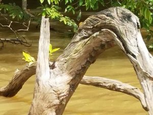 Brown nosed bats on the Rio Frio cruise