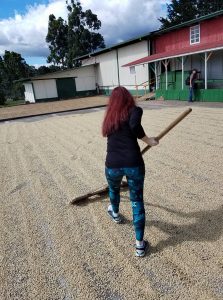 Raking the coffee beans at Doka Coffee Estate