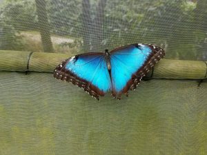 Blue morpho butterfly