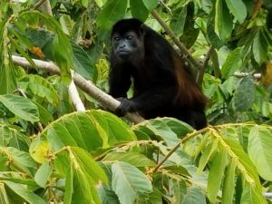 Howler monkey on the Rio Frio Cruise in Los Chilitos