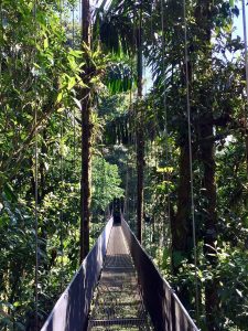 Suspension Bridge at Mistico Hanging Bridges Park