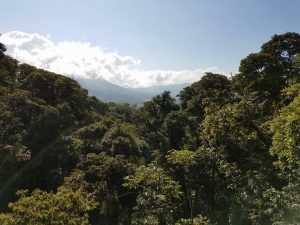 View from the suspension bridge at Mistico Hanging Bridges Park