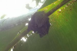 Spotted some bats at Mistico Hanging Bridges Park